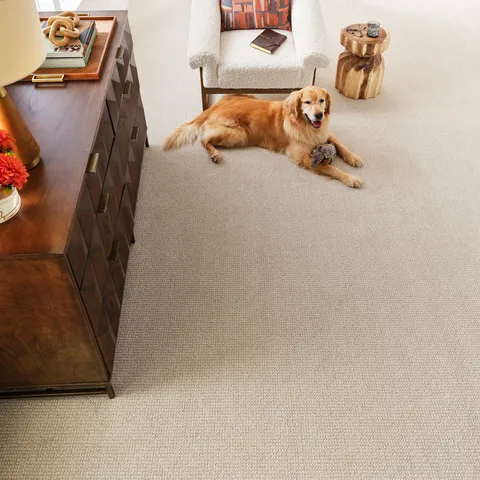 Tired of carpets that can't keep up? Upgrade to Mykonos for unmatched durability and the power of bleach cleaning. You (and your pup) will thank you! 😉 Featuring Mykonos 4539 Bay D
