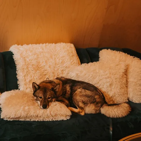Nothing says January comfort like a cozy couch, soft pillows, and a furry friend curled up for a winter nap. 🐶❄️