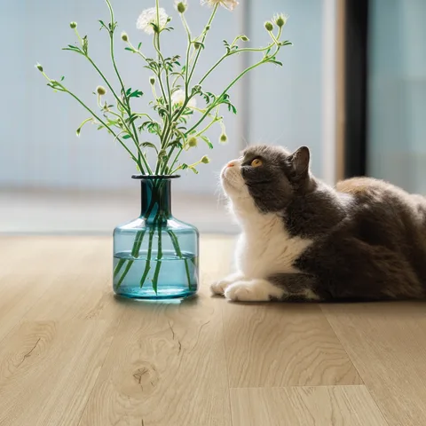 Curious cats and carefree floors 🐈