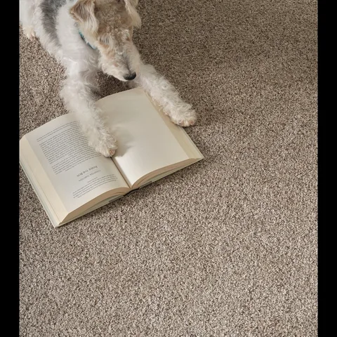 Even our furry friends appreciate a little Serene-ity. 😌 Create your own peaceful retreat with our carpet style Serene.Featuring the color 2188 Cinnabar