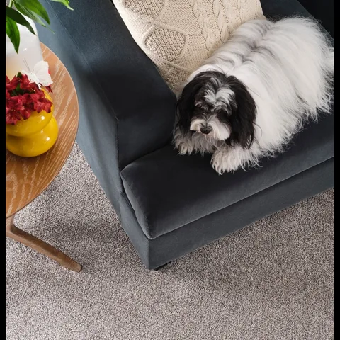 Style without compromise. Get the look you love with the performance you need with Out Of This World carpet. ✨🐶 Featured in the color 2732 Mercury