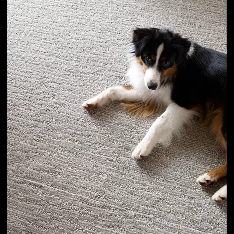 Our plush Redwood carpet offers softness and warmth, creating the perfect cozy spot for your furry friend to relax. 🐾 ✨